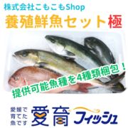 【こもこも厳選】朝どれ『養殖鮮魚セット4尾入/箱』神経締め付