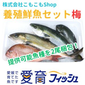 【厳選】朝どれ『養殖鮮魚セット　梅　』神経締め付