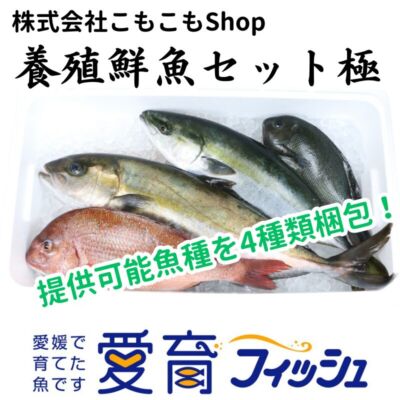 【厳選】朝どれ『養殖鮮魚セット極』神経締め付