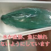 【愛育フィッシュ】朝どれ鮮魚『養殖ブリ1尾入』神経〆付