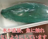 完売【愛育フィッシュ】朝どれ鮮魚『養殖ブリ1尾入』神経〆付