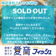 【愛育フィッシュ】朝どれ鮮魚『養殖カワハギ4尾入』活〆付