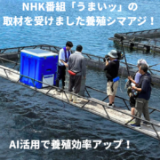 “アジの最高峰”　養殖シマアジ1尾入/箱