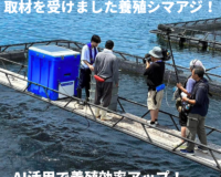 “アジの最高峰”　養殖シマアジ1尾入/箱