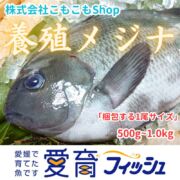 『養殖メジナ2尾入』神経〆付