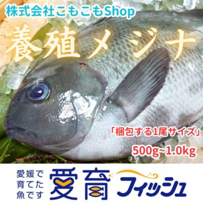 『養殖メジナ2尾入』神経〆付
