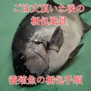 【希少な愛育フィッシュ】朝どれ鮮魚『養殖イシダイ1尾入』神経締め付