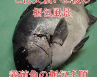 “激レア”　再販は不定期！1度は味わっときたい希少な養殖イシダイ！1尾入/箱