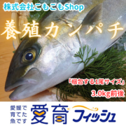 養殖カンパチ(1尾/箱)