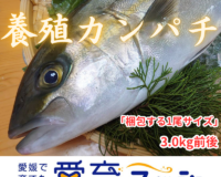 養殖カンパチ(1尾/箱)
