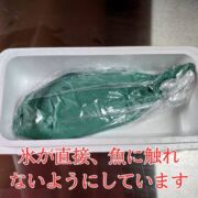 【訳アリ品・お得】朝どれ鮮魚『海の鯛陽』神経締め付