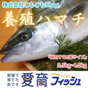 【愛育フィッシュ】朝どれ鮮魚『養殖ハマチ1尾入』神経〆付