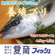 【愛育フィッシュ】朝どれ鮮魚『養殖ブリ1尾入』神経〆付