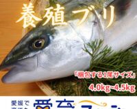 【愛育フィッシュ】朝どれ鮮魚『養殖ブリ1尾入』神経〆付