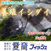 完売“激レア”　再販は不定期！1度は味わっときたい希少な養殖イシダイ！1尾入/箱