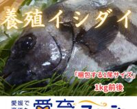 “激レア”　再販は不定期！1度は味わっときたい希少な養殖イシダイ！1尾入/箱