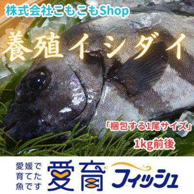 “激レア”　再販は不定期！1度は味わっときたい希少な養殖イシダイ！1尾入/箱