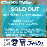 【身持ち抜群の愛育フィッシュ】朝どれ鮮魚『養殖カンパチ1尾入』神経締め付