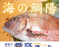 【愛育フィッシュ】朝どれ鮮魚『海の鯛陽』神経締め付