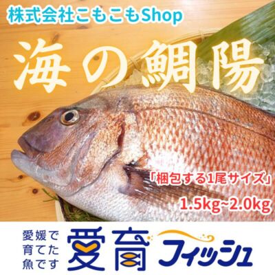 【愛育フィッシュ】朝どれ鮮魚『海の鯛陽』神経締め付