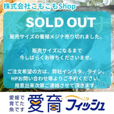 【炙りが最高な愛育フィッシュ】朝どれ鮮魚『養殖メジナ2尾入』神経締め付