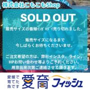 【愛育フィッシュの目玉商品】朝どれ鮮魚『養殖イシガキダイ1尾入』神経締め付