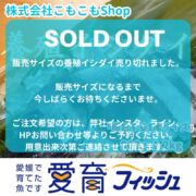 【希少な愛育フィッシュ】朝どれ鮮魚『養殖イシダイ1尾入』神経締め付