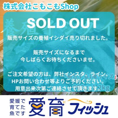 【希少な愛育フィッシュ】朝どれ鮮魚『養殖イシダイ1尾入』神経締め付