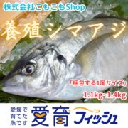 “アジの最高峰”　養殖シマアジ1尾入/箱