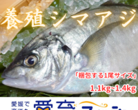 “アジ界の最高峰”　養殖シマアジ1尾入/箱