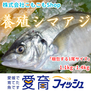 “アジ界の最高峰”　養殖シマアジ1尾入/箱
