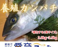 【身持ち抜群の愛育フィッシュ】朝どれ鮮魚『養殖カンパチ1尾入』神経締め付