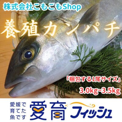 【身持ち抜群の愛育フィッシュ】朝どれ鮮魚『養殖カンパチ1尾入』神経締め付