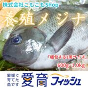 【炙りが最高な愛育フィッシュ】朝どれ鮮魚『養殖メジナ2尾入』神経締め付