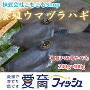 完売：お試し『養殖ウマヅラハギ4尾入』活〆付