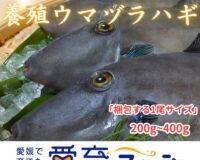 お試し『養殖ウマヅラハギ5尾入』活〆付