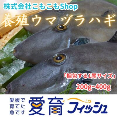 完売：お試し『養殖ウマヅラハギ4尾入』活〆付