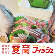 【身持ち抜群の愛育フィッシュ】朝どれ鮮魚『養殖カンパチ1尾入』神経締め付