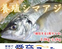 【アジ界の最高峰】朝どれ鮮魚『養殖シマアジ1尾入』神経締め付