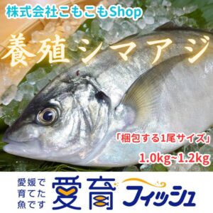 【アジ界の最高峰】朝どれ鮮魚『養殖シマアジ1尾入』神経締め付