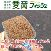 【愛育フィッシュ】朝どれ鮮魚『養殖ハマチ1尾入』神経〆付