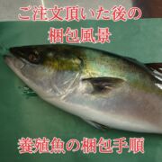 【愛育フィッシュ】朝どれ鮮魚『養殖ハマチ1尾入』神経〆付