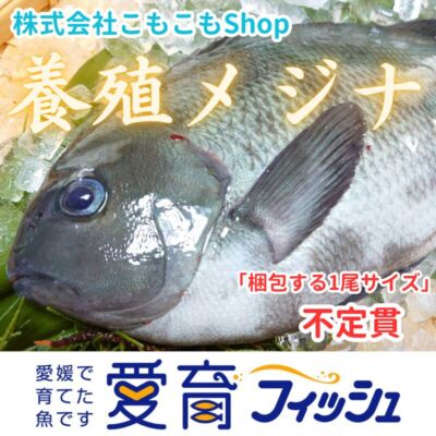 完売！お試し！『養殖メジナ3尾入』神経〆付