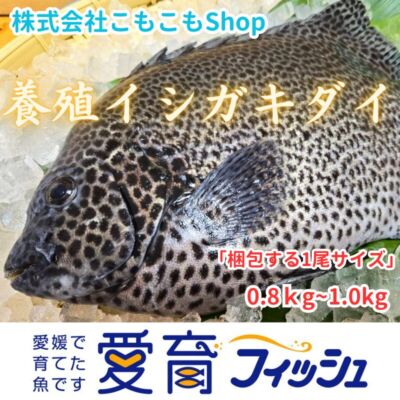 【コリコリ食感抜群！】朝どれ鮮魚『希少な養殖イシガキダイ1尾入』神経締め付