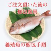 【愛育フィッシュ】朝どれ鮮魚『海の鯛陽』神経締め付