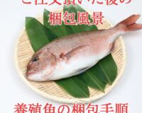 【愛育フィッシュ】朝どれ鮮魚『海の鯛陽』神経締め付