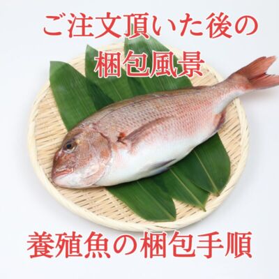 【愛育フィッシュの目玉商品】朝どれ鮮魚『養殖イシガキダイ1尾入』神経締め付