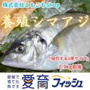 『養殖シマアジ1尾入』神経〆付
