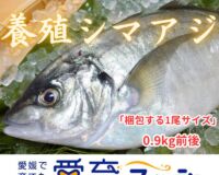 『養殖シマアジ1尾入』神経〆付