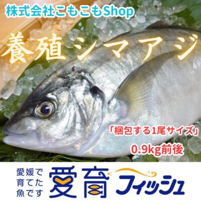 『養殖シマアジ1尾入』神経〆付